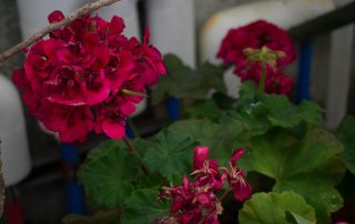 Greenhouse plant