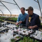 Greenhouse workers